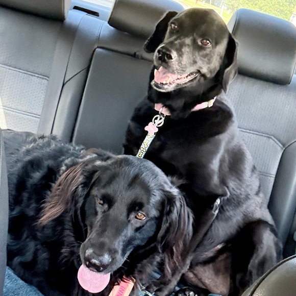 Meet your Posher, Harrison - Picture 4 of 16